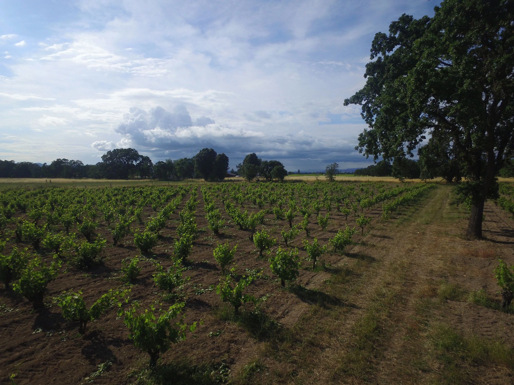 Hartford Vineyard